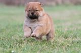 CHOW CHOW 316